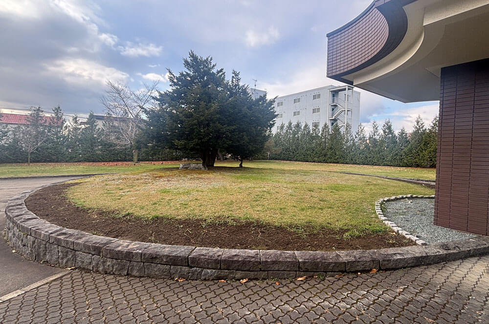 コキア成長日記2025　～第7段～