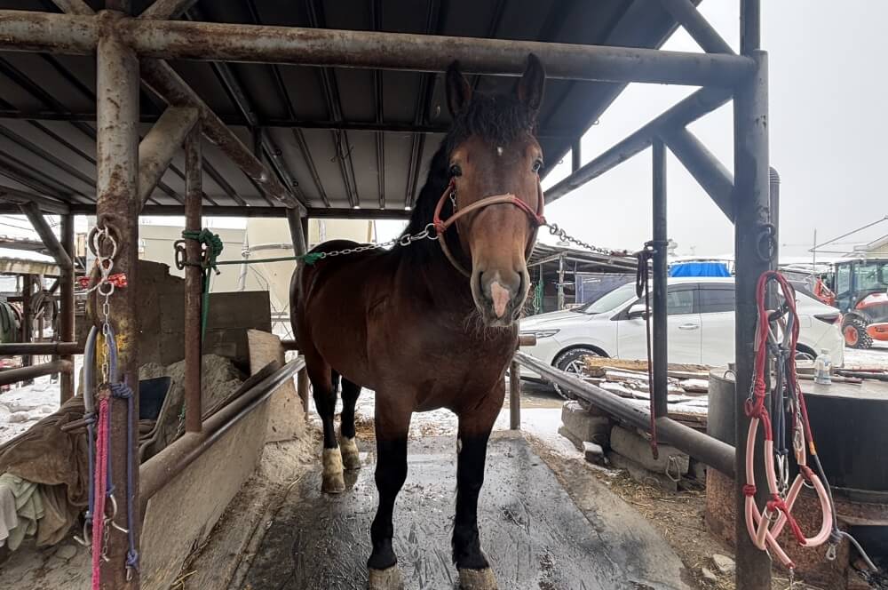 初めて会ったばん馬に、心を奪われた日